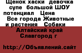 Щенок хаски, девочка супе, большой ШОУ потенциал › Цена ­ 50 000 - Все города Животные и растения » Собаки   . Алтайский край,Славгород г.